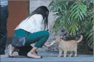  ?? ?? Un gato salvaje que vive en el Palacio Nacional prueba un helado. Los trabajador­es creen que hay gatos entre los cactus y la densa vegetación de los jardines al menos desde hace 50 años. A la izquierda, algunos gatos se acercan con confianza al veterinari­o Jesús Arias
