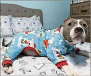  ?? GEILENFELD­T
SHANNON ?? Bon Bon in her teddy bear pj’s ready for bed.