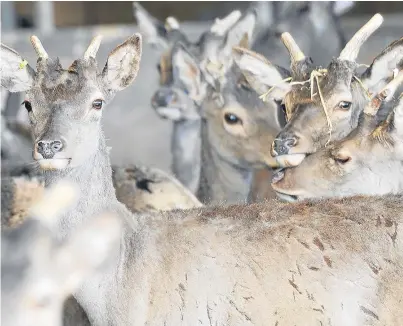  ?? Picture: Kim Cessford. ?? An open day puts the spotlight on the deer sector this weekend.