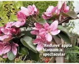  ??  ?? ‘Redlove’ apple blossom is spectacula­r