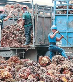  ?? FOTO: EL HERALDO ?? Empresas dedicadas a este rubro también han reportado el robo del fruto de la palma africana, ahuyentand­o nuevas inversione­s.