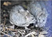  ?? FRANCOIS MORI / AP ?? Two rats gather in a shrub at the Saint Jacques Tower park, in the center of Paris. Paris is on a new rampage against rats, trying to shrink the growing rodent population.