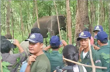  ?? PHOTO SUPPLIED ?? Authoritie­s gather around a bull elephant in a Mondulkiri forest yesterday during an attempt to recapture the animal after it killed its owner earlier in the week.