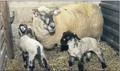  ?? Photo from FarmIrelan­d ?? A ewe indoors with two lambs.