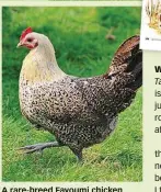  ??  ?? A rare-breed Fayoumi chicken takes a walk on the wild side