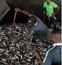  ??  ?? Above: Employees move freshly caught fish to be used for oil and meal at a factory in the Angolan coastal city of Benguela.