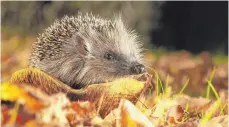  ?? FOTO: IMAGO STOCK&PEOPLE ?? Igel suchen sich das Laub für ihr Winternest selbst. Deshalb gilt für Menschen: Laub im Garten möglichst liegen lassen.