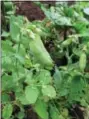  ?? DEAN FOSDICK VIA AP ?? This June 2010 photo shows beans, lettuce, peppers, tomatoes and peas growing a garden near New Market, Va., and are among the best self-pollinated plants to use for seed saving since their offspring will be dependable.