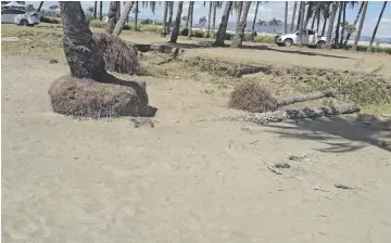  ?? Photo: Waisea Nasokia ?? The eroding shoreline at Wailoaloa Beach in Nadi.