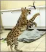  ?? ASSOCIATED PRESS ?? An African Serval cat was rescued from the streets of Reading by the Animal Rescue League of Berks County.