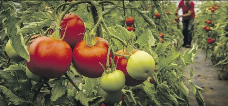  ?? FILE PHOTO ?? Gerald Filipski recommends spacing your tomatoes properly and using a biofungici­de to help keep them healthy and free of blight. It doesn’t hurt to plant blight-resistant varieties.