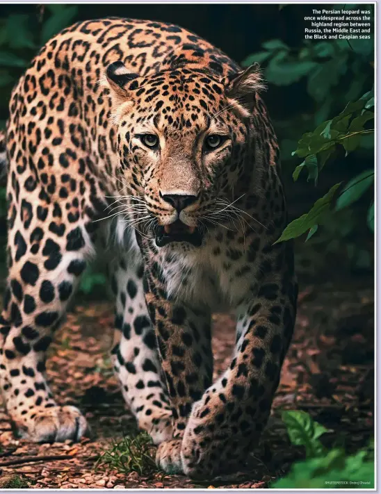  ??  ?? The Persian leopard was once widespread across the highland region between Russia, the Middle East and the Black and Caspian seas