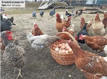  ?? FOTO: OSTE BAKAL ?? Te kokoši se imajo res lepo.