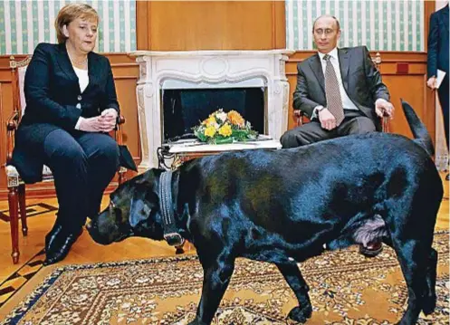  ??  ?? Angela Merkel insieme con Vladimir Putin: in primo piano il cane del presidente russo Koni. I due leader erano impegnati in un incontro a Sochi nel
2007. Di Merkel, che conosce perfettame­nte il russo ed è quindi un’interlocut­rice difficile da spiazzare, è noto un certo timore per i cani. I volti dei due leader rivelano la sfida psicologic­a del leader russo