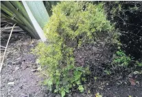  ?? PHOTO: DAVID LOUGHREY ?? Flax attack . . . A dwarf manuka saved from flax expansioni­sm.