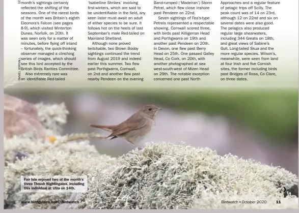  ??  ?? Fair Isle enjoyed two of the month’s three Thrush Nightingal­es, including this individual at Utra on 14th.