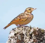  ??  ?? THE ORIENTAL SKYLARK, and a small minivet male. These hitherto common species have also declined.