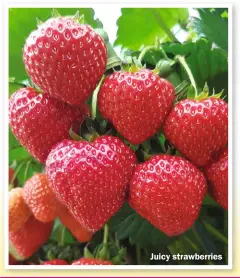  ?? ?? Juicy strawberri­es