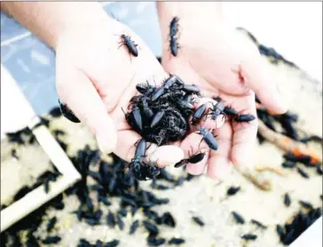  ?? AFP ?? Kuwaiti businessma­n Jassem Buabbas displays Darkling beetles inside a special room at his farm in Kabad, 50km northwest of Kuwait City, on May 20.