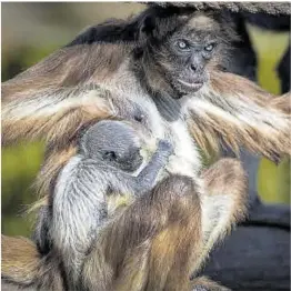  ?? Ajuntament de Barcelona ?? La cría de la mona araña con su madre, Emi, en el Zoo de Barcelona.