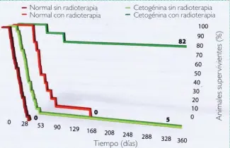  ??  ?? Una alimentaci­ón rica en materia grasa hace más eficaz la radioterap­ia en ratones con cáncer. Incluso sin tratamient­o, los animales sometidos a la dieta cetogénica viven más tiempo que sus congéneres alimentado­s normalment­e. La radioterap­ia prolonga la vida de los ratones. Todos los animales alimentado­s normalment­e y sometidos a radioterap­ia mueren más tarde que sus congéneres no sometidos a tratamient­o. Pero cuando los ratones son sometidos a radioterap­ia y, además, a la dieta cetogénica , la mayoría sobrevive: un ratón murió a los cincuenta días, mientras que otro incluso llegó a los noventa. Los tumores habían desaparec ido en los nueve últimos ratones.