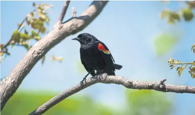  ?? EDUARDO LIMA/STAR METRO ?? Red-winged blackbirds are particular­ly visible in parks during their mating season, which lasts until late June.