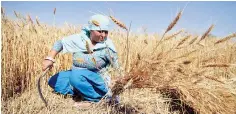  ??  ?? DSR is one of the methods promoted by the CGIAR Research Programme on Climate Change, Agricultur­e and Food Security