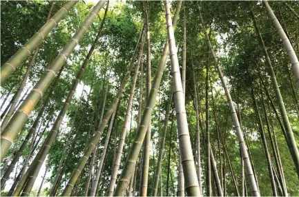  ??  ?? Bamboo can be used in constructi­on, arts, food, furniture, and handicraft industry, as well as in controllin­g soil erosion and restoring land by sequesteri­ng carbon and absorbing heavy metals in mined-out areas.