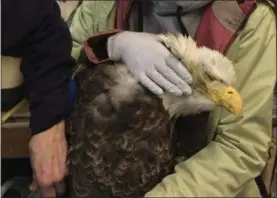  ?? LYNN TOMPKINS VIA AP ?? In this February 2017 photo provided by wildlife rehabilita­tor Lynn Tompkins, care-givers tend to a bald eagle suffering from lead poisoning at the Blue Mountain Wildlife Center in Pendleton, Ore. Eagles consume lead from bullets and shotgun shells...