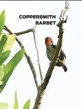  ??  ?? COPPERSMIT­H BARBET