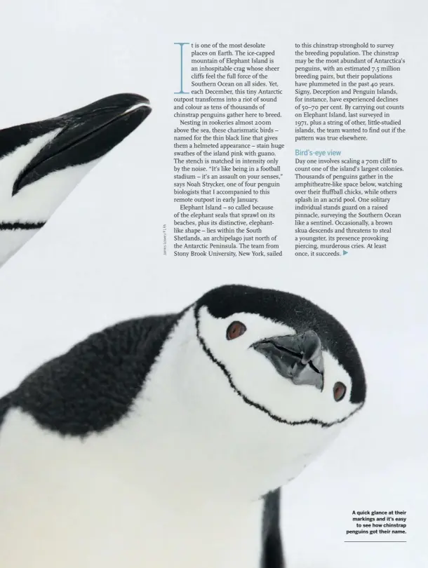  ??  ?? A quick glance at their markings and it’s easy to see how chinstrap penguins got their name.