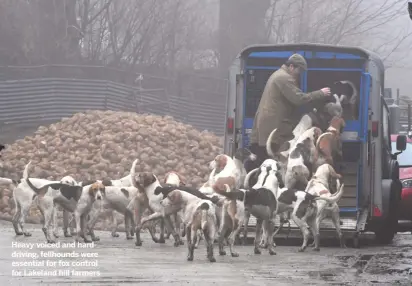  ??  ?? Heavy-voiced and harddrivin­g, fellhounds were essential for fox control for Lakeland hill farmers