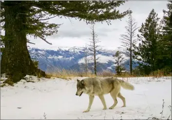  ?? Oregon Department of Fish and Wildlife via AP ?? In this 2014 file photo, released by the Oregon Department of Fish and Wildlife, a wolf from the Snake River Pack passes by a remote camera in eastern Wallowa County, Ore.