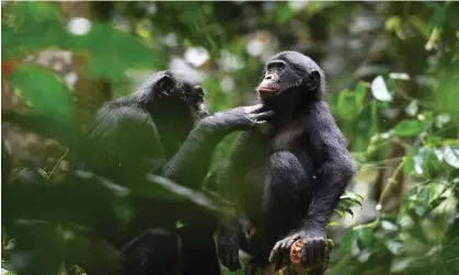  ?? Research Proje/AFP/Getty Images ?? Bonobos at the Kokolopori Bonobo Reserve in the Democratic Republic of the Congo. Photograph: Martin Surbeck/Kokolopori Bonobo
