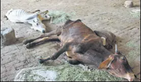  ?? MANOJ DHAKA/HT ?? Injured cows at Akhil Bhartiya Gaushala in Rohtak.