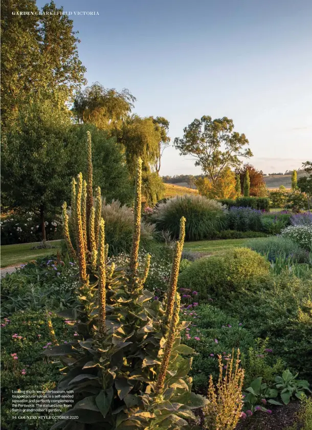  ??  ?? Looking south-west, Verbascum, with its spectacula­r spires, is a self-seeded sensation and perfectly complement­s the Perovskia. The statue came from Sam’s grandmothe­r’s garden.