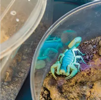  ?? ?? A giant hairy scorpion fluoresces under ultraviole­t light at the Arizona-Sonora Desert Museum.