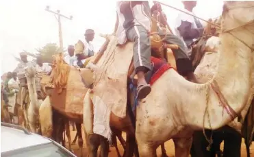  ??  ?? Order than being used as a means of transport, camels serve medicinal purpose in Kebbi.