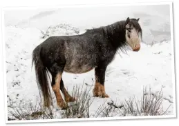  ??  ?? SLIM PICKINGS: A forlorn Welsh mountain pony forages in the snow at Hay Bluff in Powys yesterday