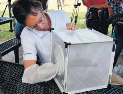  ?? AFP. ?? El alcalde de South Miami, Philip Stoddard, se dirigió el jueves a los medios de comunicaci­ón antes del lanzamient­o de los mosquitos machos infectados con Wolbachia, en esa localidad de Florida.