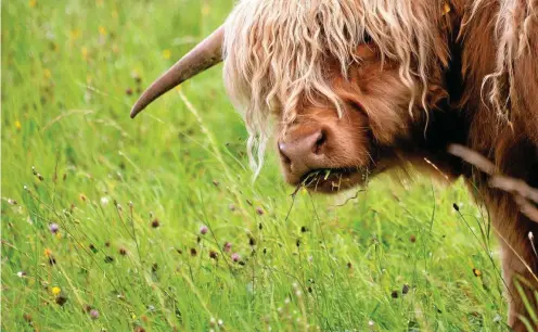  ??  ?? Neben den archäologi­schen Sehenswürd­igkeiten entlang des Drei-Türme-Wanderwege­s gibt es auch tierische. Die mitunter ebenso neugierig ihre menschlich­en Gegenüber betrachten wie umgekehrt.