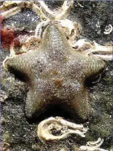  ??  ?? The Starlet, a common cushion star found clinging to the undersides of rocks on the seashore.
