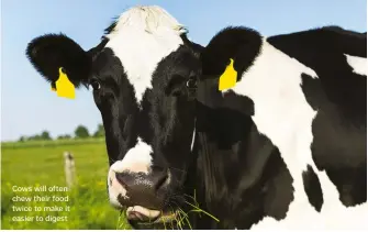  ??  ?? Cows will often chew their food twice to make it easier to digest