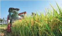  ?? PROVIDED TO CHINA DAILY ?? Chen Yulan harvests rice in Xinyunshan village in Liuyang, Hunan province.