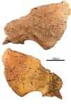  ?? COURTESY NEW MEXICO MUSEUM OF NATURAL HISTORY AND SCIENCE ?? Fragments shown are part of the frill or head shield of the Menefeecer­atops sealey fossils now in the museum.