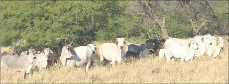  ??  ?? Responsabl­es de la sanitación bovina en el Chaco prefieren que se siga con la vacunación contra la aftosa y no pensar en la posibilida­d de suspenderl­a en un futuro cercano. Dicen estar bien con la actual situación y no quieren correr riesgos.