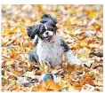  ??  ?? A shih tzu enjoys running through autumn leaves at a park in Portsmouth, Hants