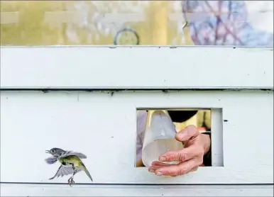 ?? Post-Gazette ?? A research assistant lets a Ruby-crowned Kinglet go after taking its measuremen­ts at Powdermill Nature Reserve in Westmorela­nd County.