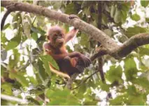  ??  ?? Nick, a baby orangutan that lives in Bukit Piton Forest Reserve, Sabah.