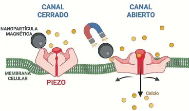  ?? INMA ?? Las nanopartíc­ulas magnéticas son capaces de generar fuerza y abrir los mecanorrec­eptores cuando se aplica un campo magnético.